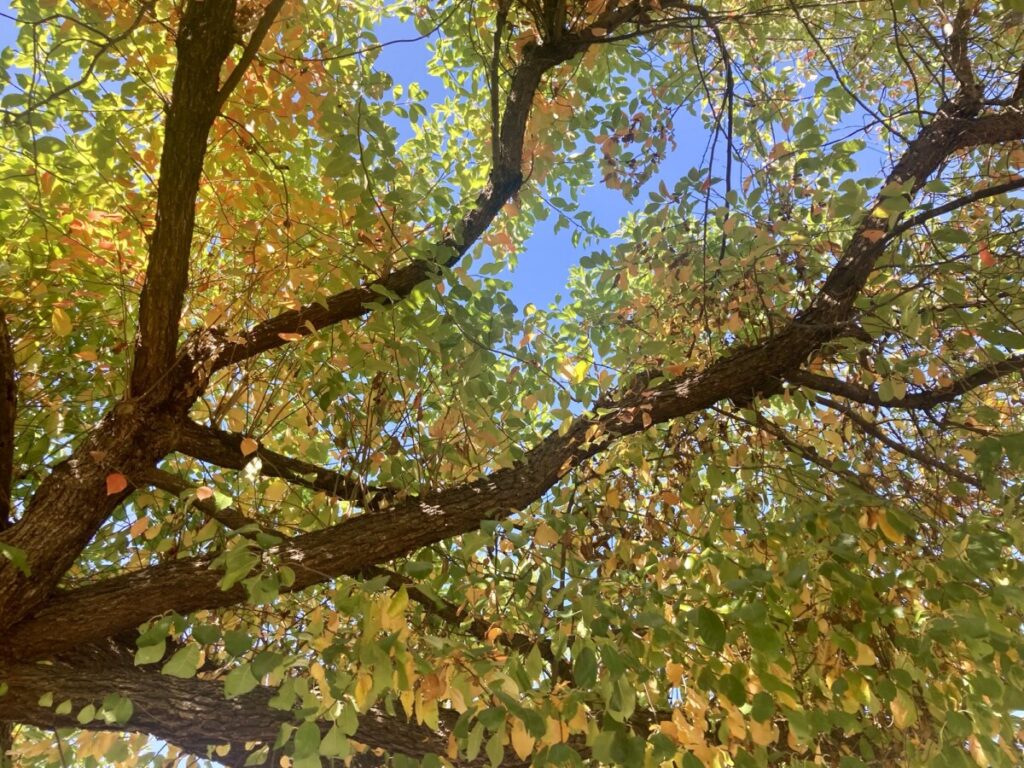 A tree with yellow, green and orange leaves. 